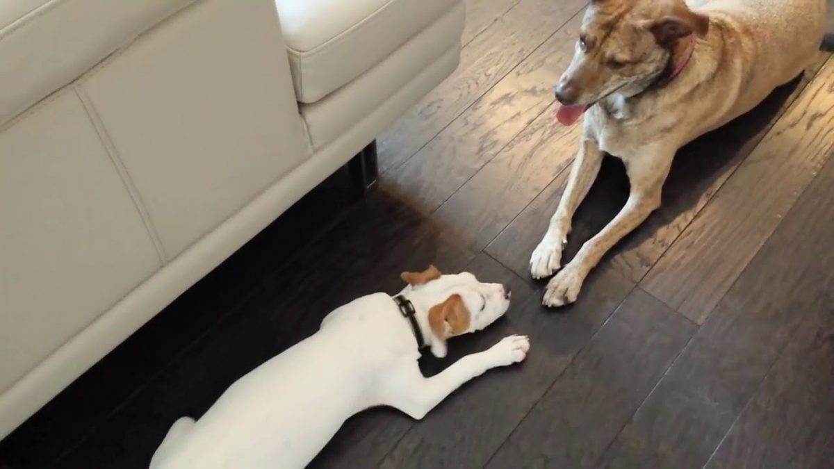 Affectionate shelter dog teaches Naval officer important life lessons